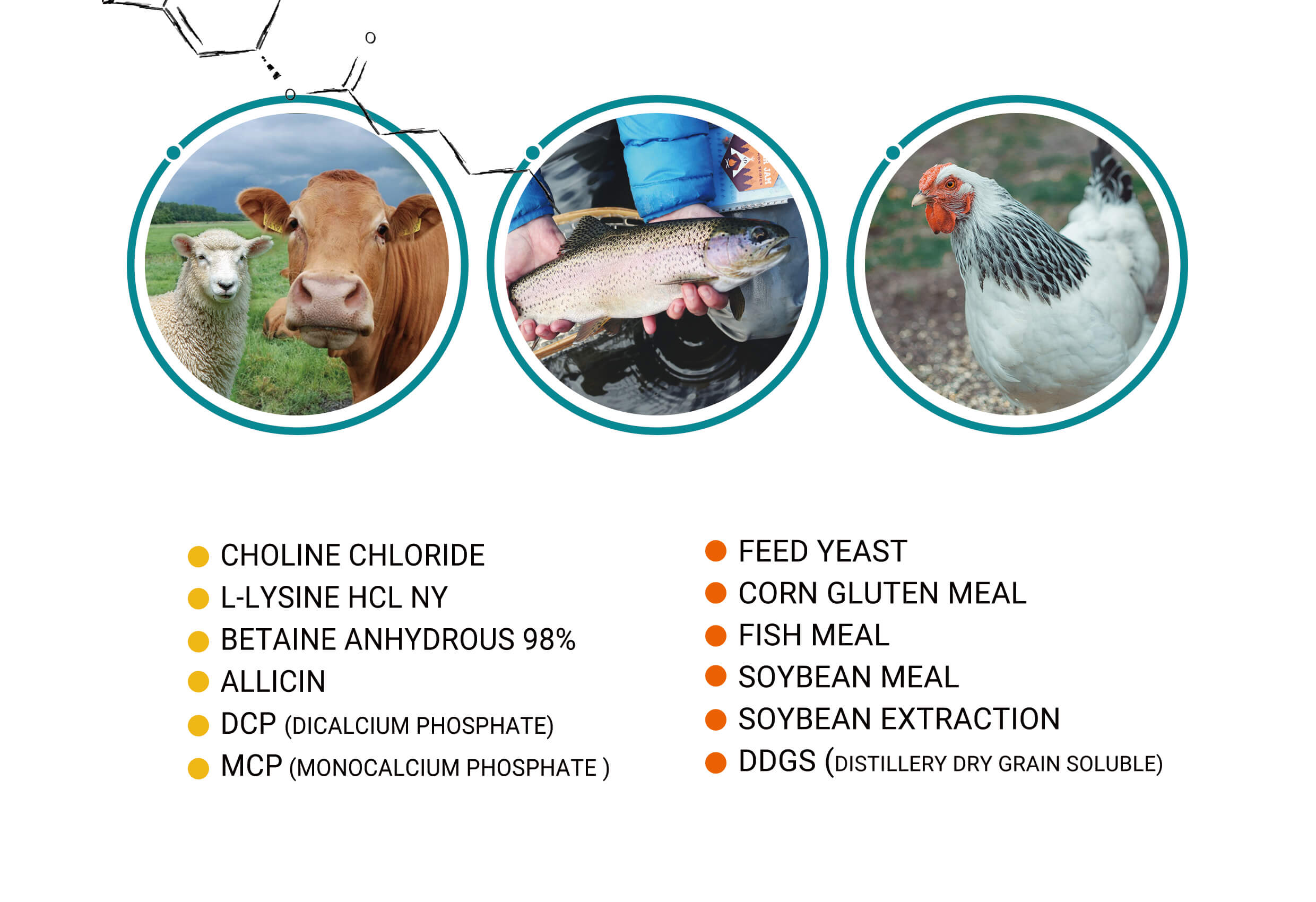 Feed Additives for Swine A Comprehensive Guide PANGOO