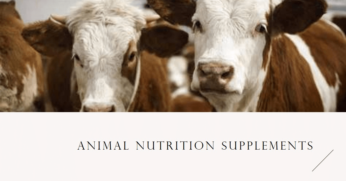 animal nutrition supplements